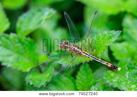 Dragonfly On Plant