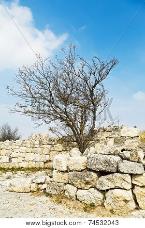Crimean Birch On Fortified Wall Town Chufut-kale
