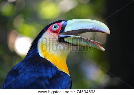 Toucan