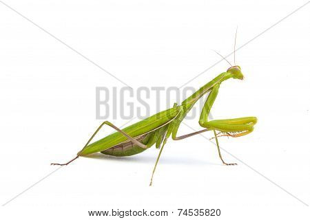 Mantis Isolated On A White Background