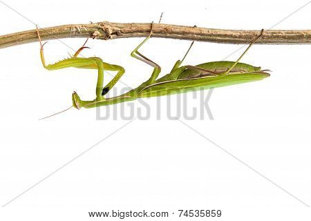Mantis Isolated On A White Background