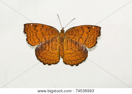 Angled Castor Butterfly