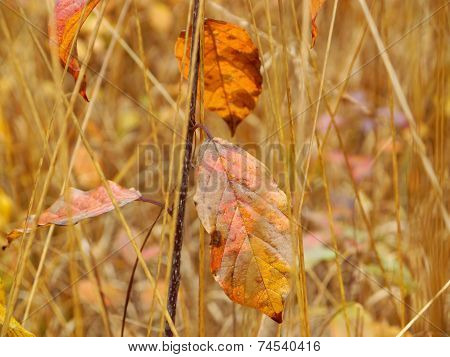 alder buckthorn