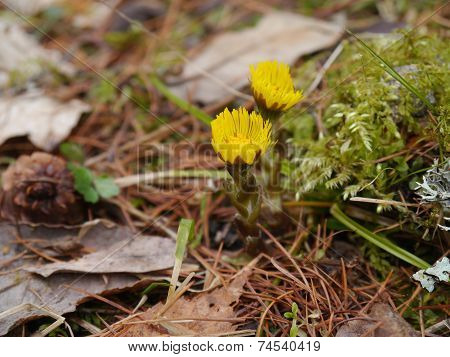 Coltsfoot