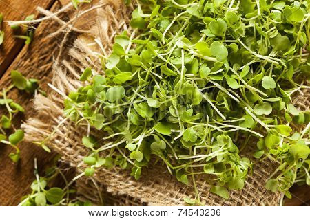 Raw Green Arugula Microgreens