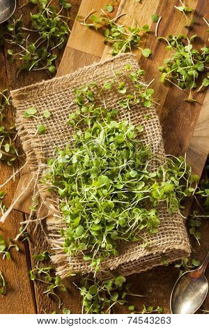 Raw Green Arugula Microgreens