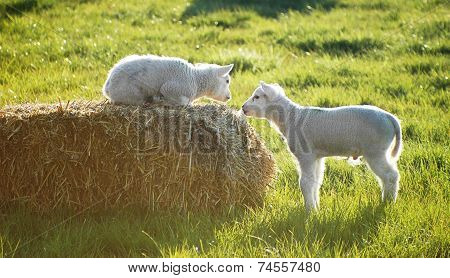 Little Two Sheep