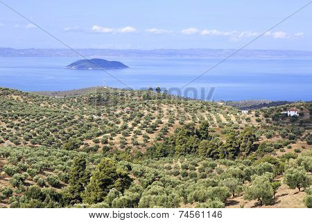 Olive groves on the Aegean coast.