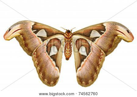 Female Attacus Atlas Moth