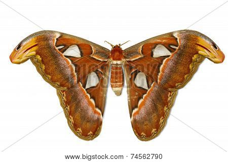 Female Attacus Atlas Moth