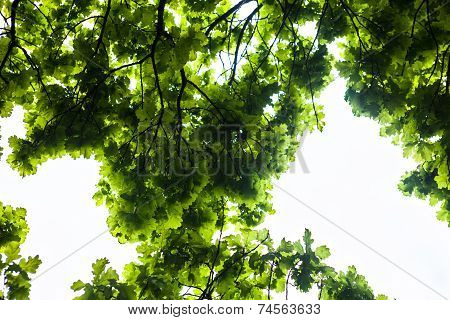 Green Branches Of The Oak Tree