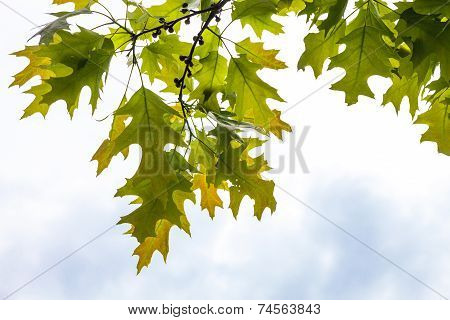 Green Branches Of The Oak Tree With Tiny Young Acorns