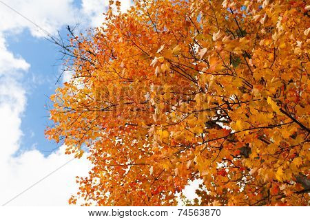 Yellow tree