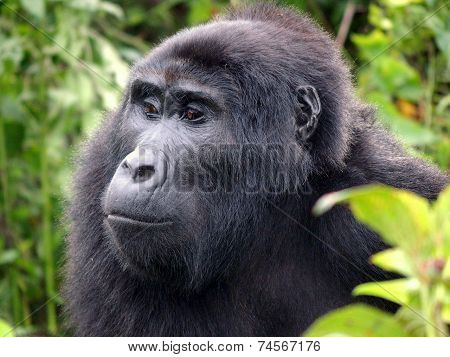 Mountain gorilla in the jungle