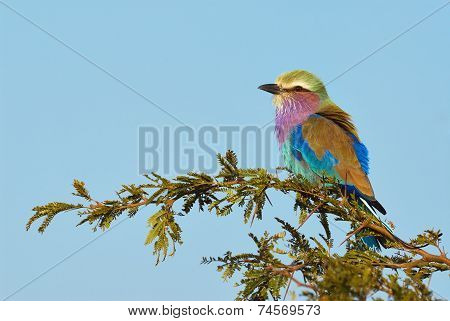Lilac Breasted Roller Perched On A Branch