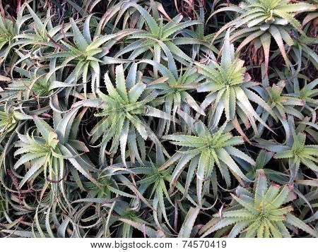 Aloe Vera Background