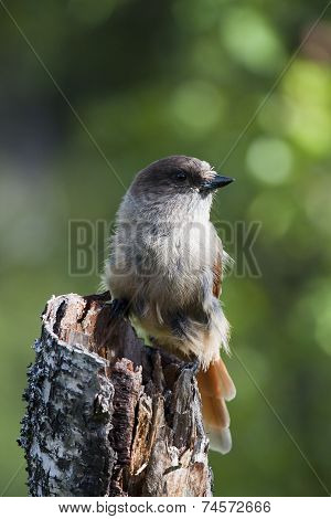 siberian jay