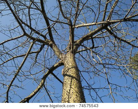 Chorisia Tree