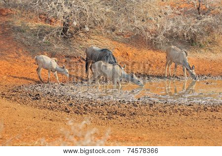 Blue Wildebeest And Kudu