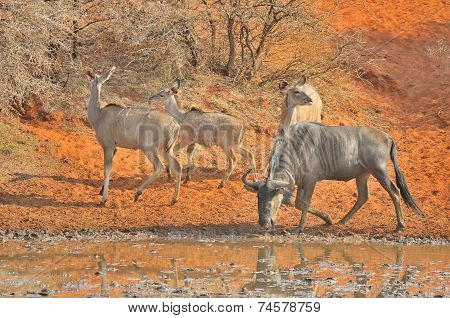 Blue Wildebeest And Kudu