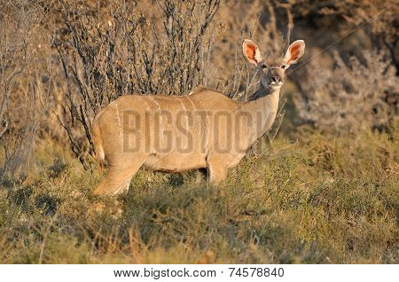 Greater Kudu Cow