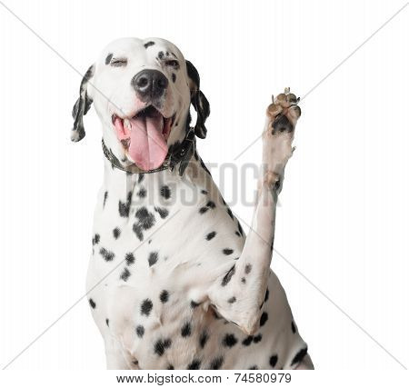 Dalmatian With Tongue Hanging Out Waves Its Paw.