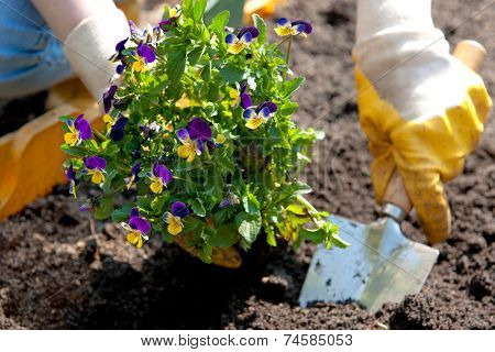 gardening