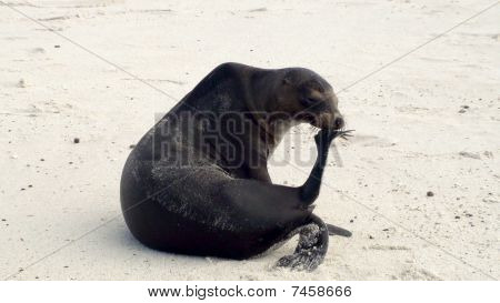 Galapagos Seelöwe