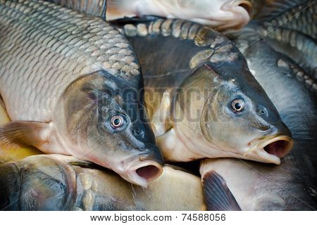 common carps