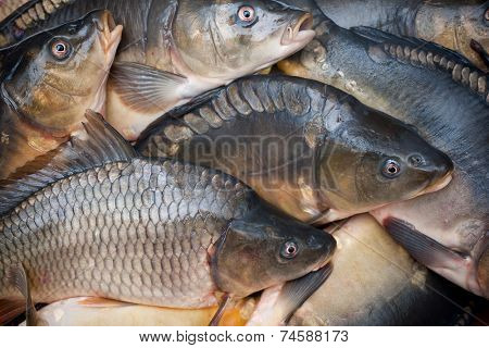 common carp