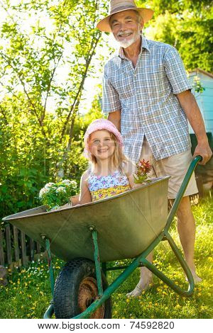 Grandfather giving granddaughter ride in wheelbarrow in the garden