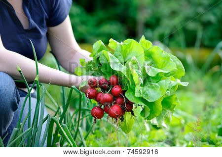 woman picking fresh radish from her garden
