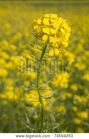 Flower Of Yellow Mustard Seed In Field