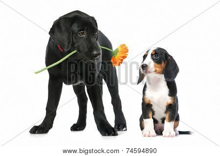 Romantic dog couple in  love. Isolated on white