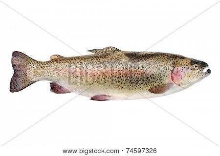 Rainbow trout isolated on a white background