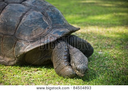 Aldabran Seychelles Giant Tortoise