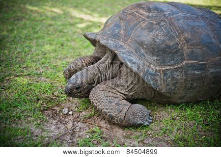 Aldabran Seychelles Giant Tortoise