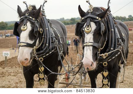 Ned and Daisy, Shirehorses