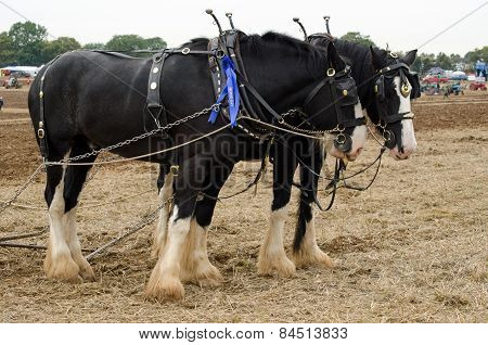 Shire horses at Ploughing Competition