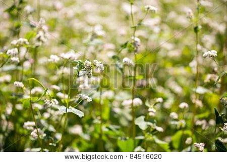 Buckwheat Flowers On Field In Summer