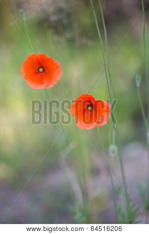 Beautiful Poppy Flowers In Nature