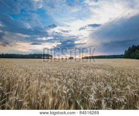 Sunset Over Cereal Field In Summer
