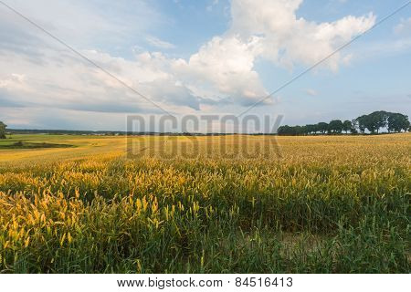 Sunset Over Cereal Field In Summer