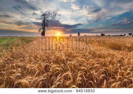Sunset Over Cereal Field In Summer