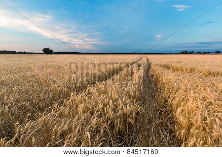 Sunset Over Cereal Field In Summer
