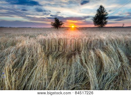 Sunset Over Cereal Field In Summer