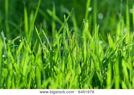 Água na grama verde