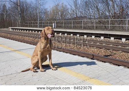 dog waiting for his master to rural station, spring day, Viszla
