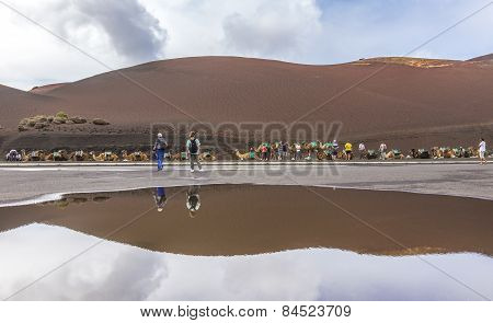Caravan Of Camels With Tourists In Timanfaya National Park