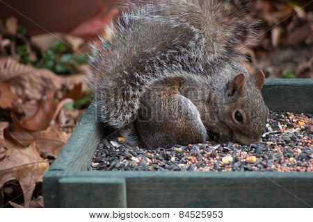 Squirrel eating birdseed